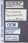 Etiketten zu Pectocera tonkinensis (NHMW-ZOO-COL-0008522)
